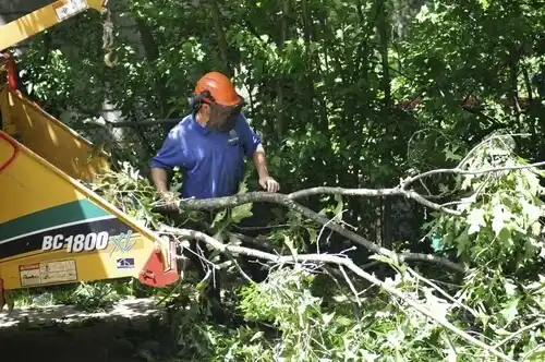 tree services Hopedale